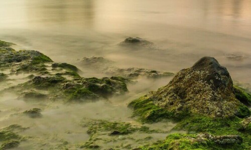 Irish Shoreline ALT